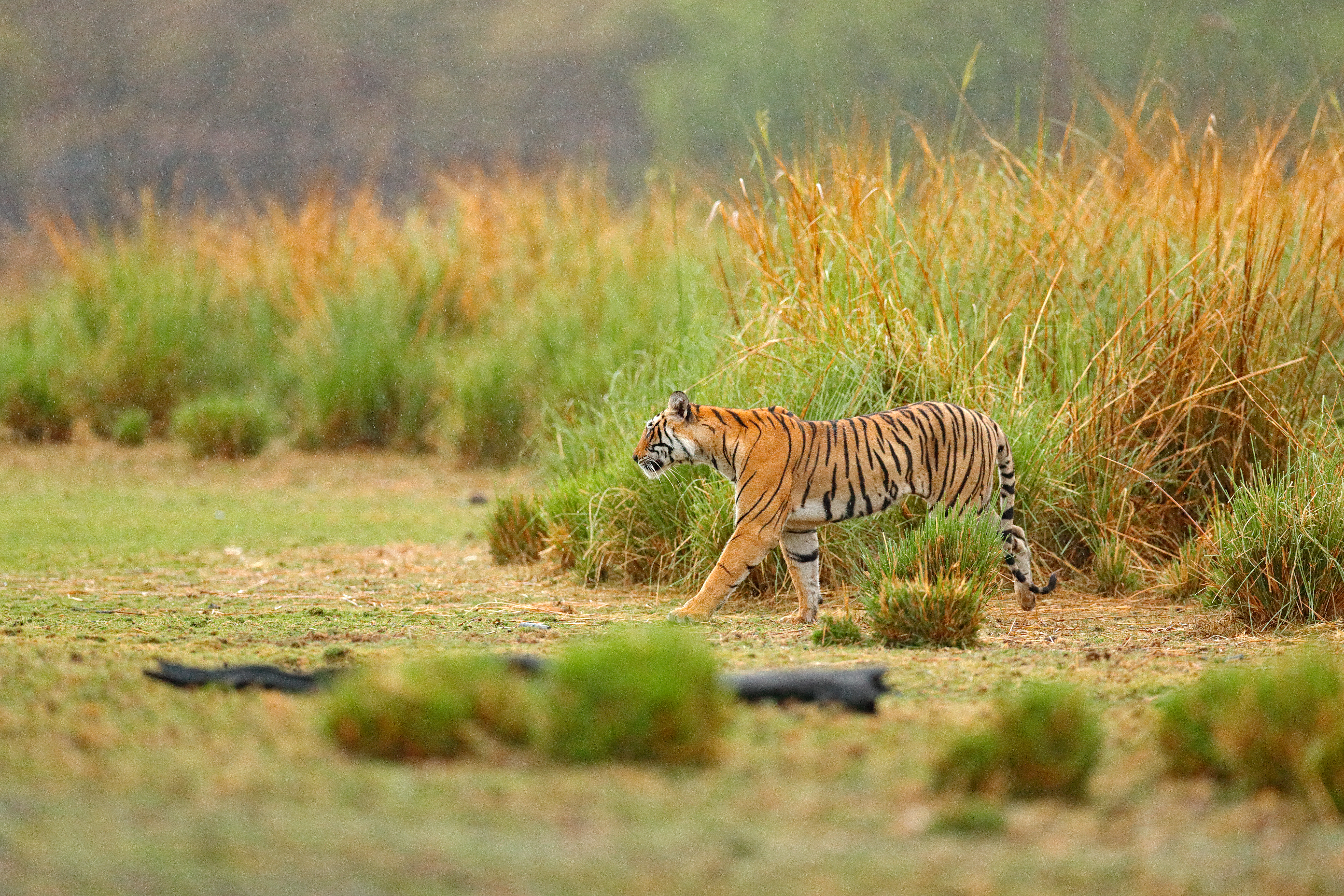 Wildlife in danger. Dangerous animals in India photo.